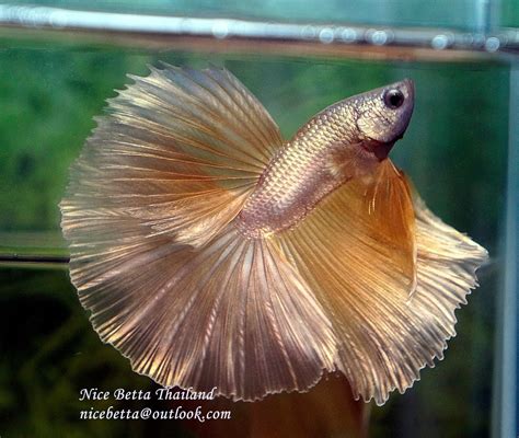 how to buy betta fish from thailand|HOW TO BUY BETTAS DIRECT FROM THAILAND .